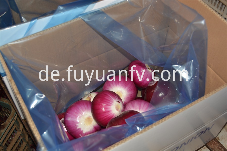 Onion From Shandong